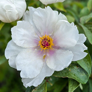 Tree Peony Phoenix White (Feng Dan Bai)