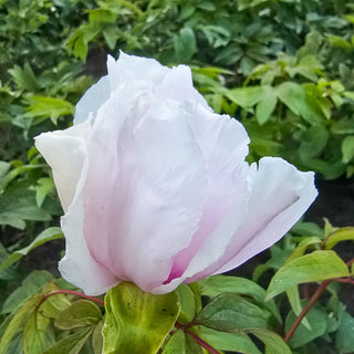 Tree Peony Phoenix White (Feng Dan Bai)