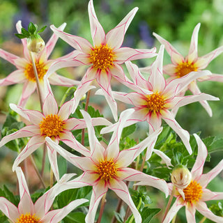 Single Flowered Dahlia Honka Fragile