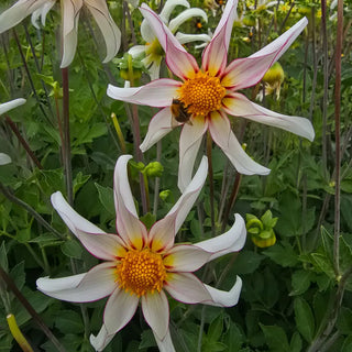 Single Flowered Dahlia Honka Fragile