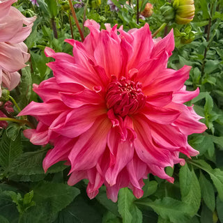 Islander Dahlia
