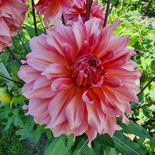 Islander Dahlia