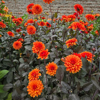Decorative Dahlia Missis Trucella