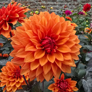Decorative Dahlia Missis Trucella