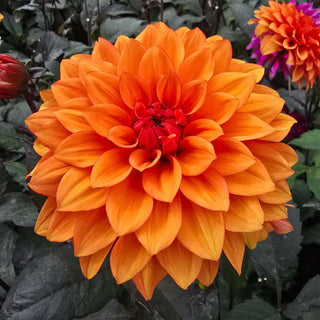 Decorative Dahlia Missis Trucella