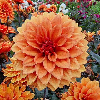 Decorative Dahlia Missis Trucella