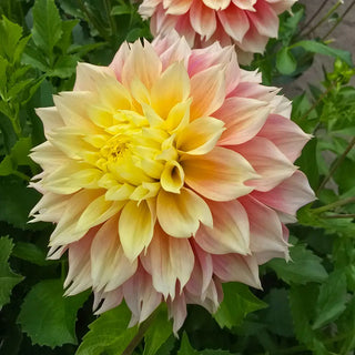 Decorative Dahlia Kogane Fubuki