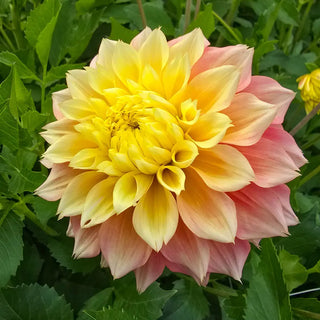 Decorative Dahlia Kogane Fubuki