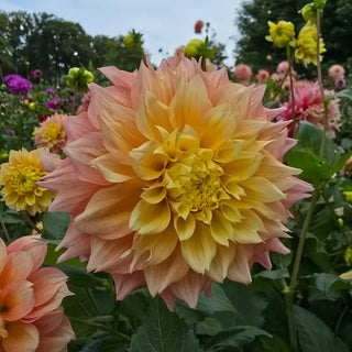 Decorative Dahlia Kogane Fubuki