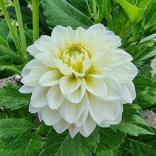 Polar Ice Dahlia
