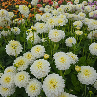 Polar Ice Dahlia
