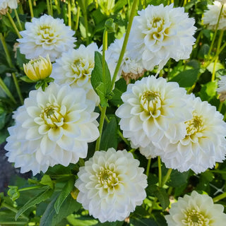 Polar Ice Dahlia
