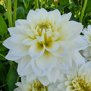 Polar Ice Dahlia