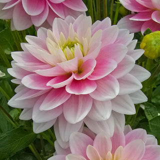 Dapex Pink Delight Dahlia