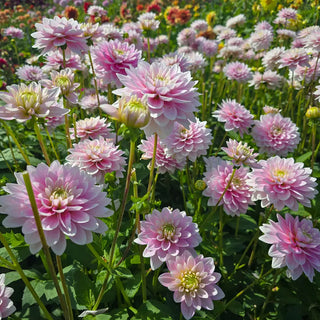 Dapex Pink Delight Dahlia