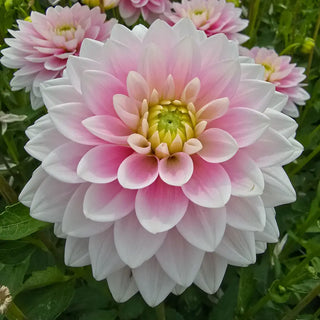 Dapex Pink Delight Dahlia