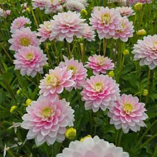 Dapex Pink Delight Dahlia