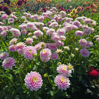 Dapex Pink Delight Dahlia