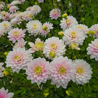 Dapex Pink Delight Dahlia