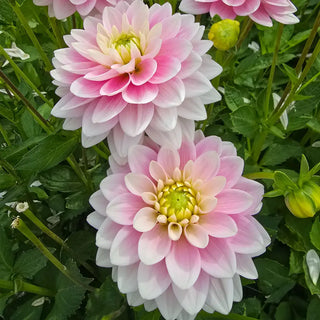 Dapex Pink Delight Dahlia