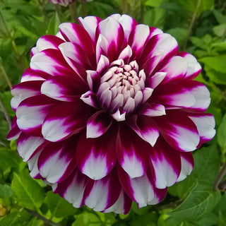 Vik Jesse Dahlia