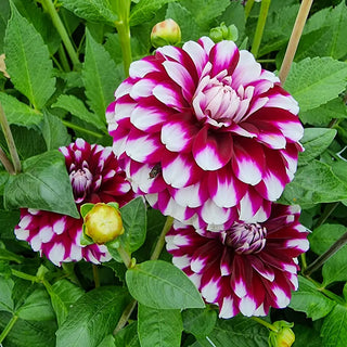 Vik Jesse Dahlia