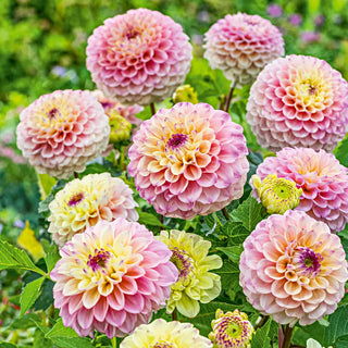 Bolt Dahlia