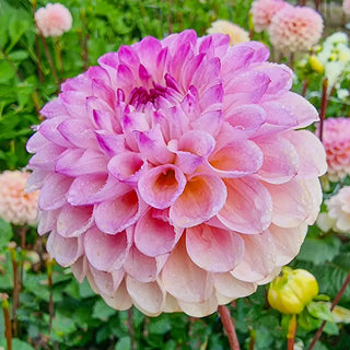 Bolt Dahlia