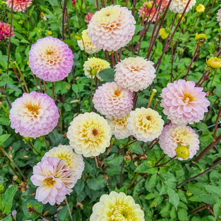 Bolt Dahlia