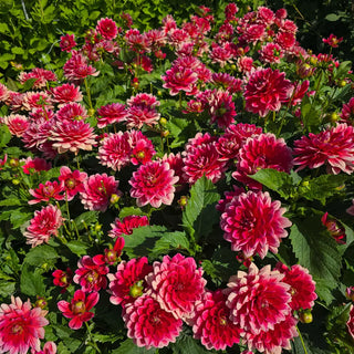 Border Decorative Dahlia Ibis