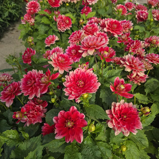 Border Decorative Dahlia Ibis