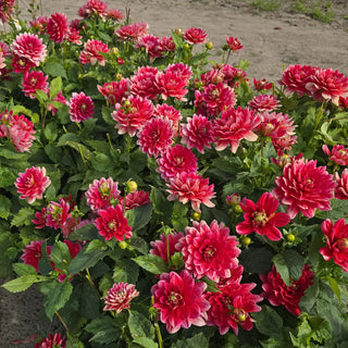 Border Decorative Dahlia Ibis