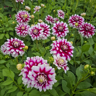 Border Decorative Dahlia Verdi