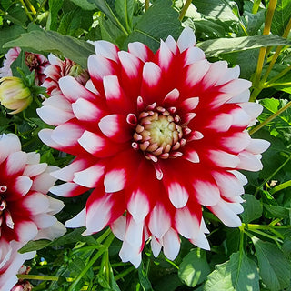 Border Decorative Dahlia Verdi