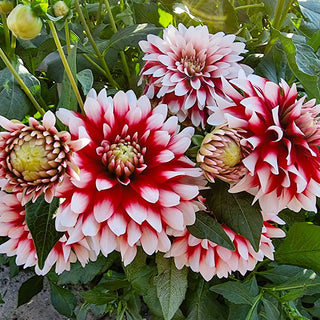 Border Decorative Dahlia Verdi