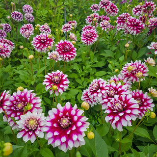 Border Decorative Dahlia Verdi