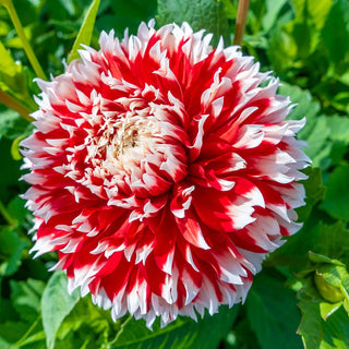 Fimbriata Dahlia Noel