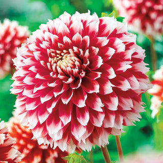 Fimbriata Dahlia Noel