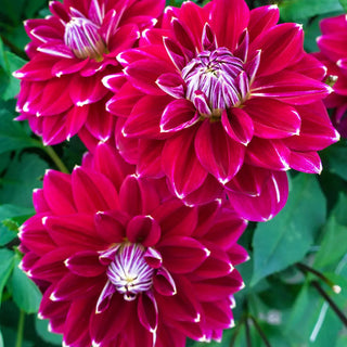 Decorative Dahlia Maldini