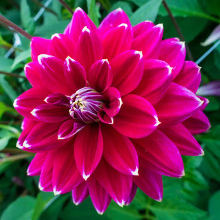 Maldini Decorative Dahlia