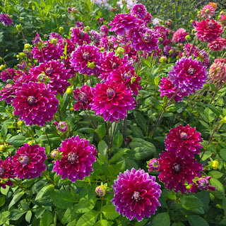 Maldini Decorative Dahlia