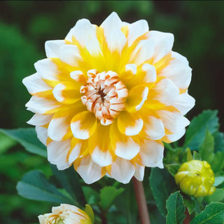 Decorative Dahlia Seattle