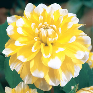 Decorative Dahlia Seattle