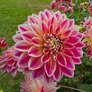 Temple of Beauty Dahlia