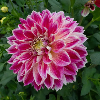 Temple of Beauty Dahlia