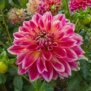 Temple of Beauty Dahlia