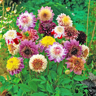 Powder-Puff Dahlias Mixed Colors