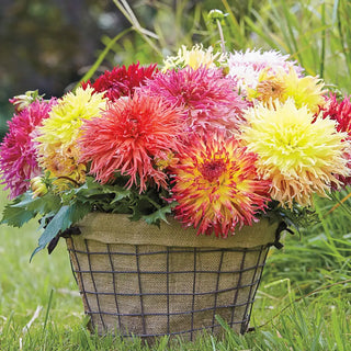 Fimbriata Dahlias Mixed Colors