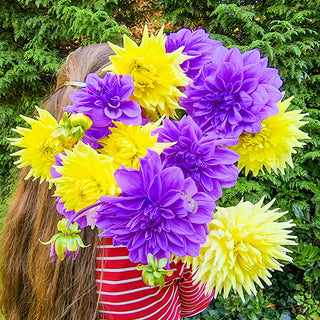 Enchanted Garden Dahlia Mixture