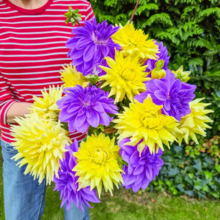 Enchanted Garden Dahlia Mixture